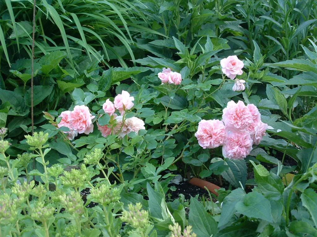 The Faun photo 048_zpsbf249087.jpg